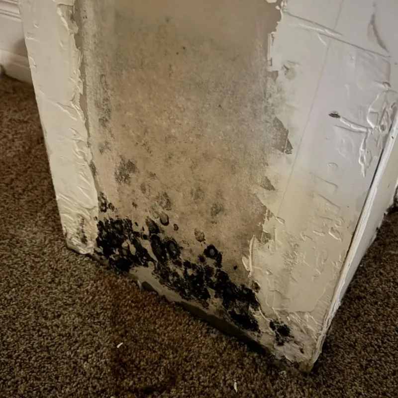 Professional Mold Removal in Spry, PA